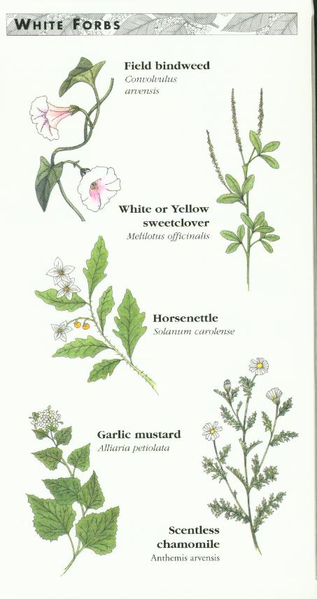 White Forbs
