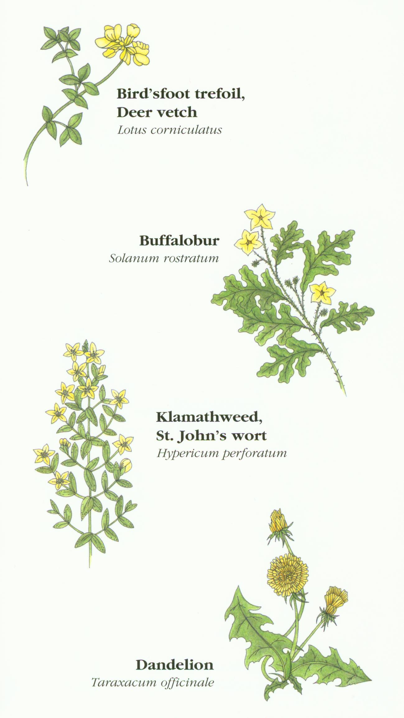 Yellow Forbs