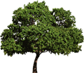 A small image of a tree.