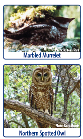 "A marbled murrelet, photo courtesy of the National Park, and a northern spotted owl, photo by Larry Meade."