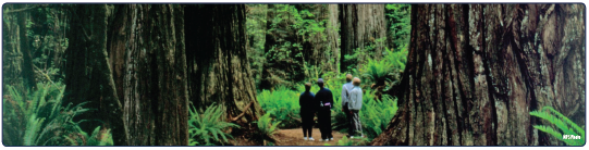 "Visitors to the national park admiring a stand of red wood trees. Photo: National Park Service."