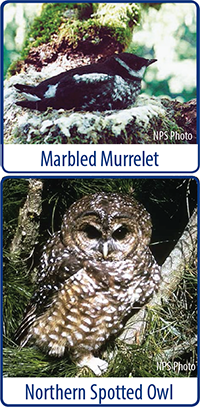 "A marbled murrelet, photo courtesy of the National Park, and a northern spotted owl, photo by Larry Meade."