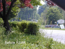 View of roadway, shoulder and overgrown vegetation