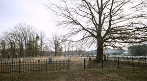 A small cemetery containing headstones and a large tree is surrounded by a metal fence. 