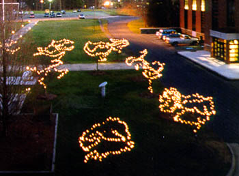 Photo of lights decorating the grove